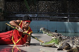 普吉島,普吉島動物園,鱷魚