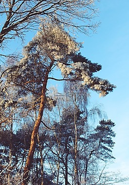 寒冬,冬天,景觀