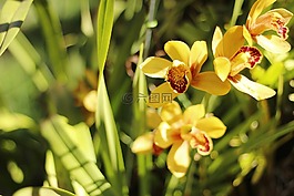 鮮花,黃色的花,黃色