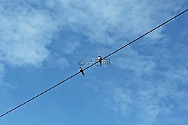 燕子,天空,云