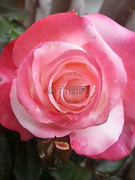 玫瑰,開花,紅玫瑰
