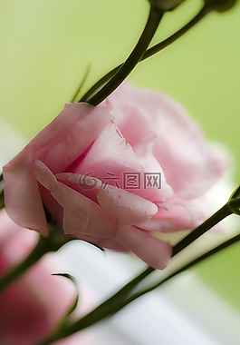 玫瑰,粉紅色,葉子