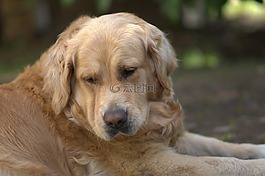 金毛獵犬,狗,寵物