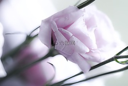 玫瑰,招標(biāo),開(kāi)花