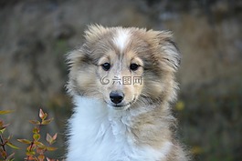 小狗,狗,動(dòng)物