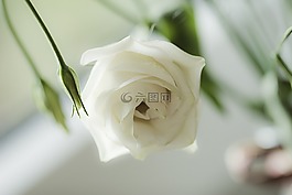 玫瑰,招標(biāo),開(kāi)花