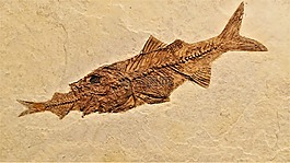 魚,化石,鱸魚