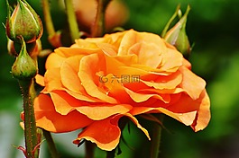 玫瑰,橙,花