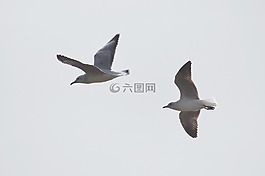 海鷗,飛,天空