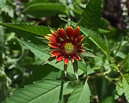 金鸡菊口,芽,花