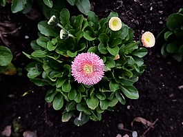 花,粉紅色,性質(zhì)