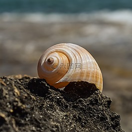 外殼,海灘,夏天