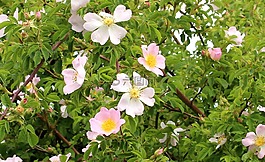灌木,野玫瑰,野生薔薇