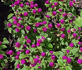 全球各地的花,花,開(kāi)花