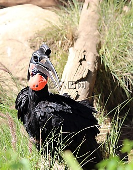 鳥(niǎo),犀鳥(niǎo),自然