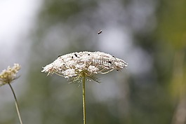 羊禮物,性質,昆蟲