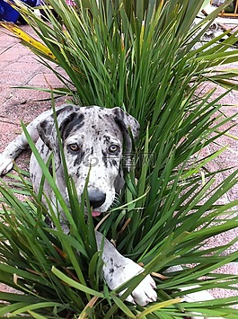 狗,植物,隐藏