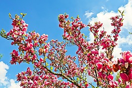玉蘭,樹,鮮花