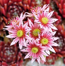 鮮花,性質(zhì),關(guān)閉