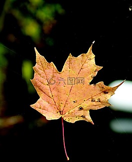 葉,蜘蛛網(wǎng),秋