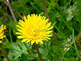 dandalion,春天的花朵,草
