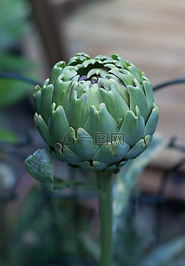 菊芋,花,有機(jī)