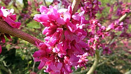 性質(zhì),春天,鮮花