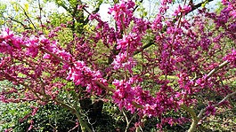 性質(zhì),春天,開花