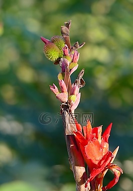 鮮花,芽,自然