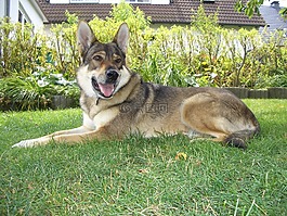 luna,捷克斯洛伐克,狼犬