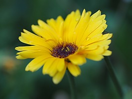 太陽帽子,夏季,花