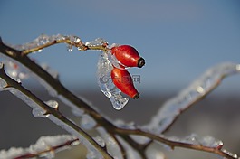 玫瑰果,冬天,寒冬