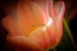 花,开花,幻想
