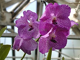 鮮花,植物,花園
