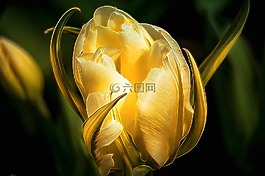 花,开花,幻想