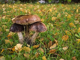 蘑菇,秋,秋天