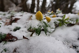 冬天,季节,雪