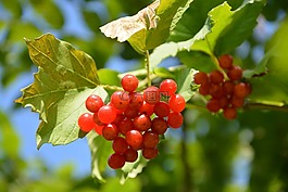 莢蒾,灌木,紅色水果