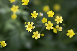 植物,花卉,黃花