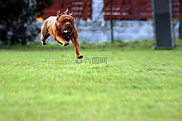 波爾多,狗,獒