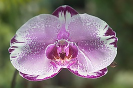 蘭花,花卉,紫色