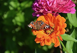 蝴蝶,花,橙色