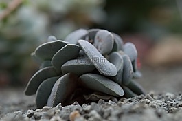 仙人掌,灰色,石