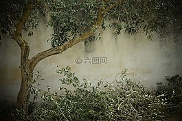 橄榄树,怀旧之情,背景