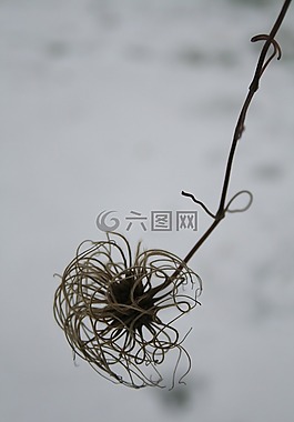 自然,冬天,花