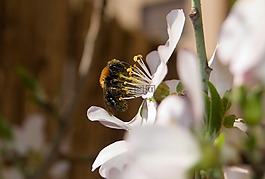 蜜蜂,杏仁樹,昆蟲