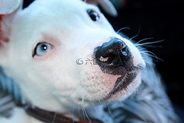 pitbull,狗,動(dòng)物