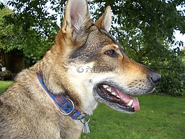捷克斯洛伐克,狼犬,luna