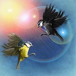 鳥類,飛,太陽(yáng)