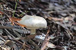 蘑菇,瀑布,徒步旅行